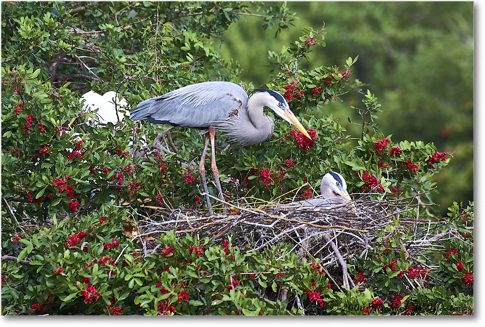 GreatBlueHeron_VeniceRookery_2006Jan_Y2F6684 copy