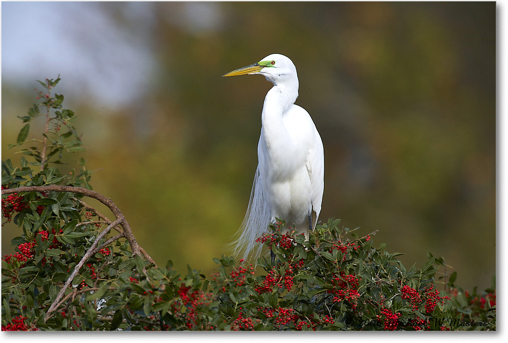 GreatEgret_VeniceRookery_2006Jan_E0K5182 copy