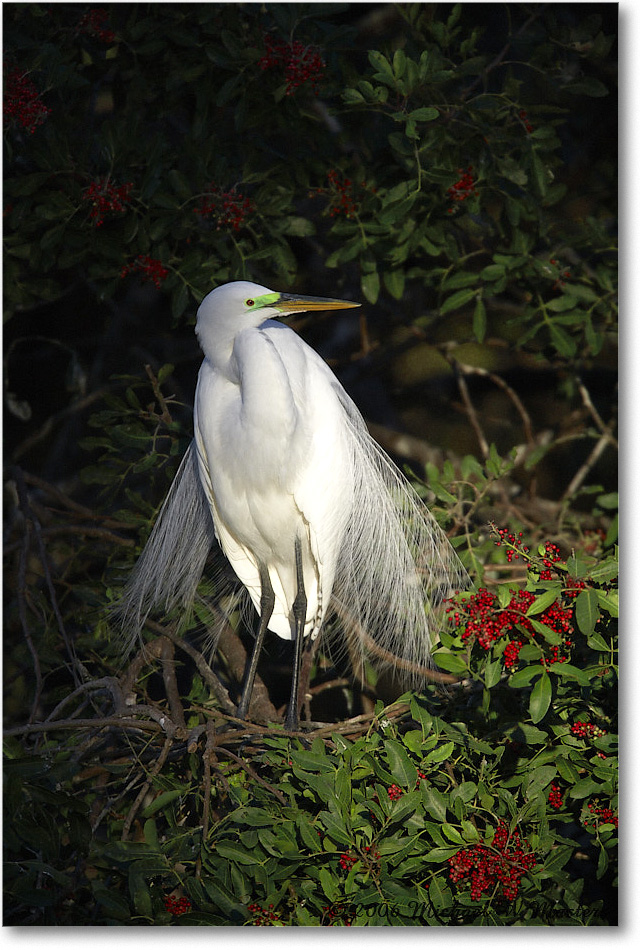 GreatEgret_VeniceRookery_2006Jan_E0K6708 copy