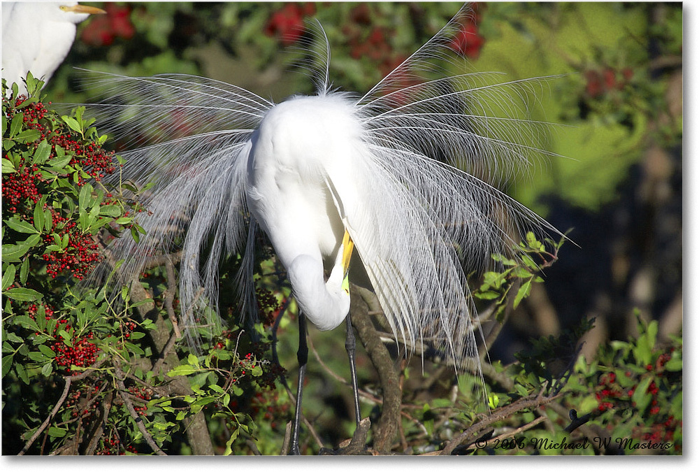 GreatEgret_VeniceRookery_2006Jan_E0K6807 copy