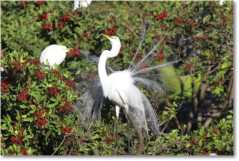 GreatEgret_VeniceRookery_2006Jan_E0K6841 copy