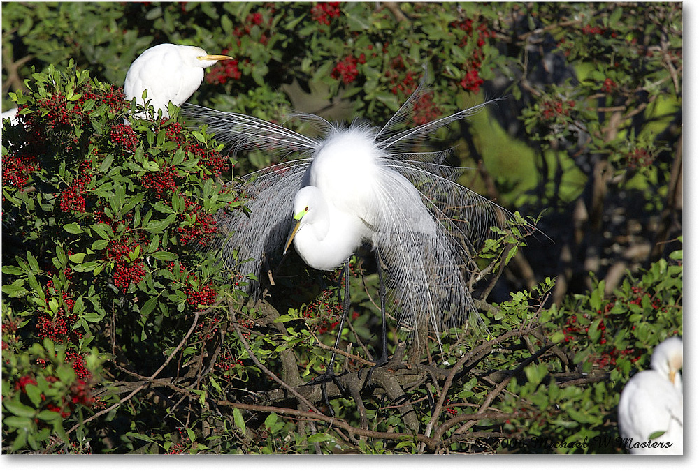 GreatEgret_VeniceRookery_2006Jan_E0K6851 copy