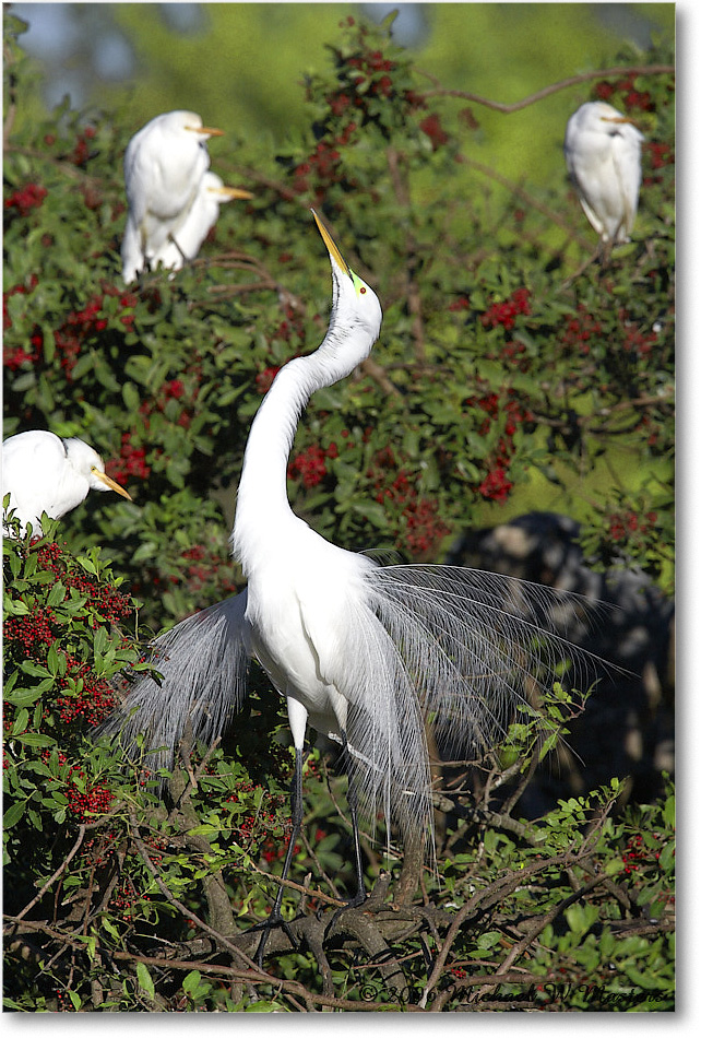 GreatEgret_VeniceRookery_2006Jan_E0K6864 copy