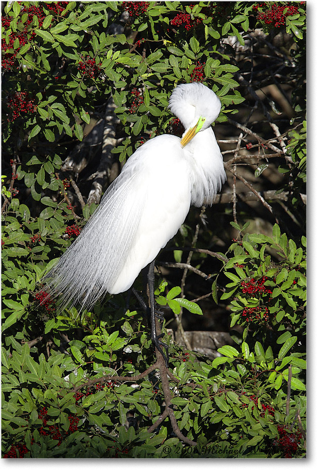 GreatEgret_VeniceRookery_2006Jan_E0K6880 copy