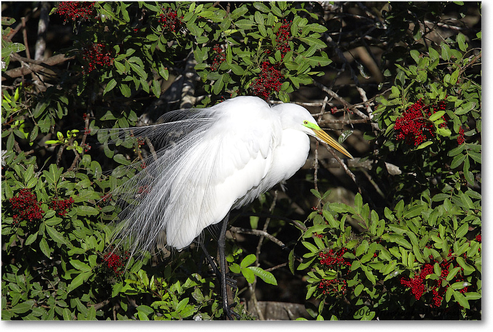 GreatEgret_VeniceRookery_2006Jan_E0K6884 copy