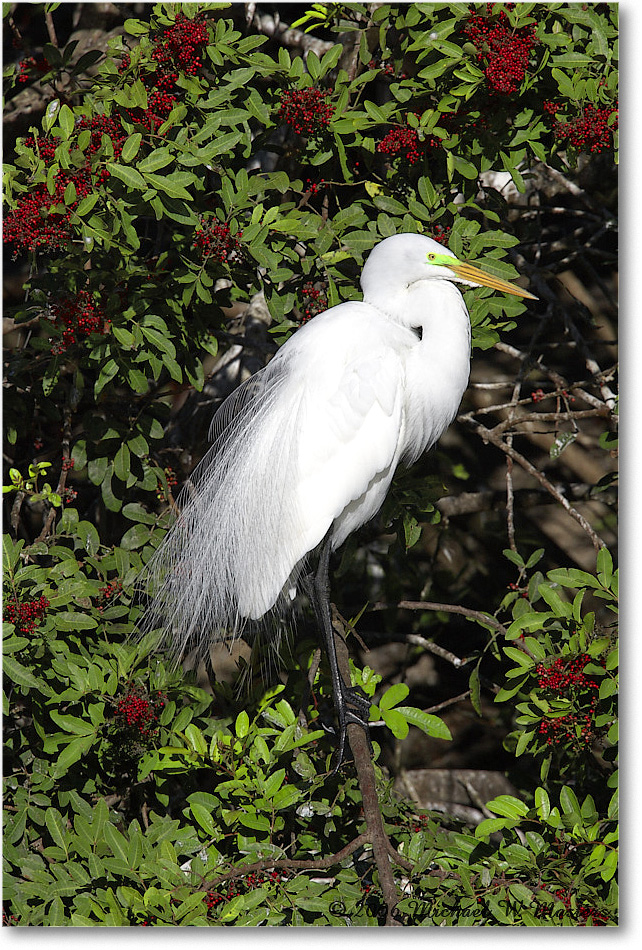 GreatEgret_VeniceRookery_2006Jan_E0K6895 copy