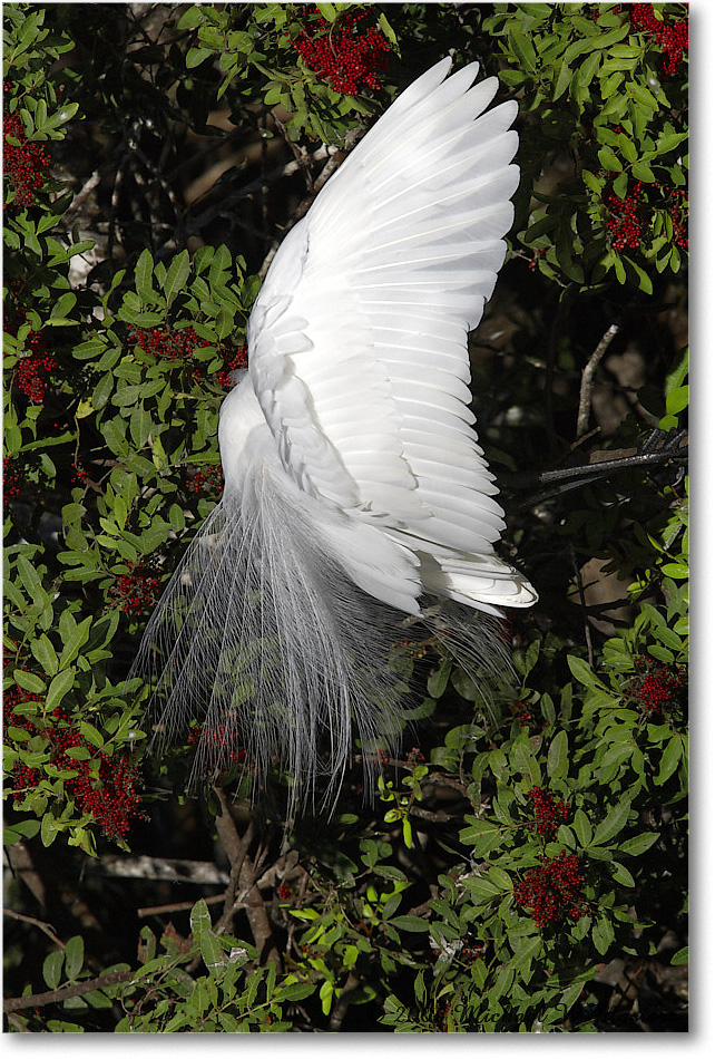 GreatEgret_VeniceRookery_2006Jan_E0K6901 copy