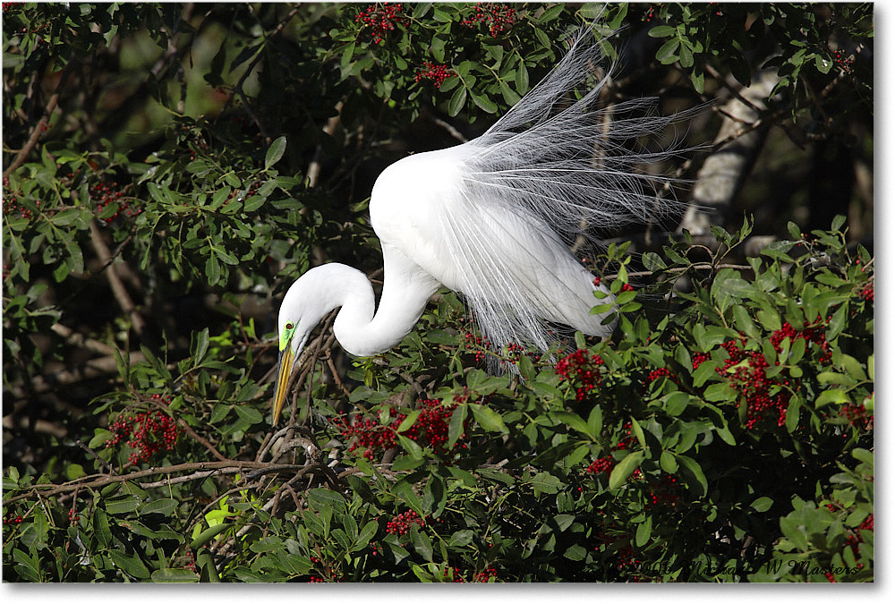 GreatEgret_VeniceRookery_2006Jan_E0K7020 copy