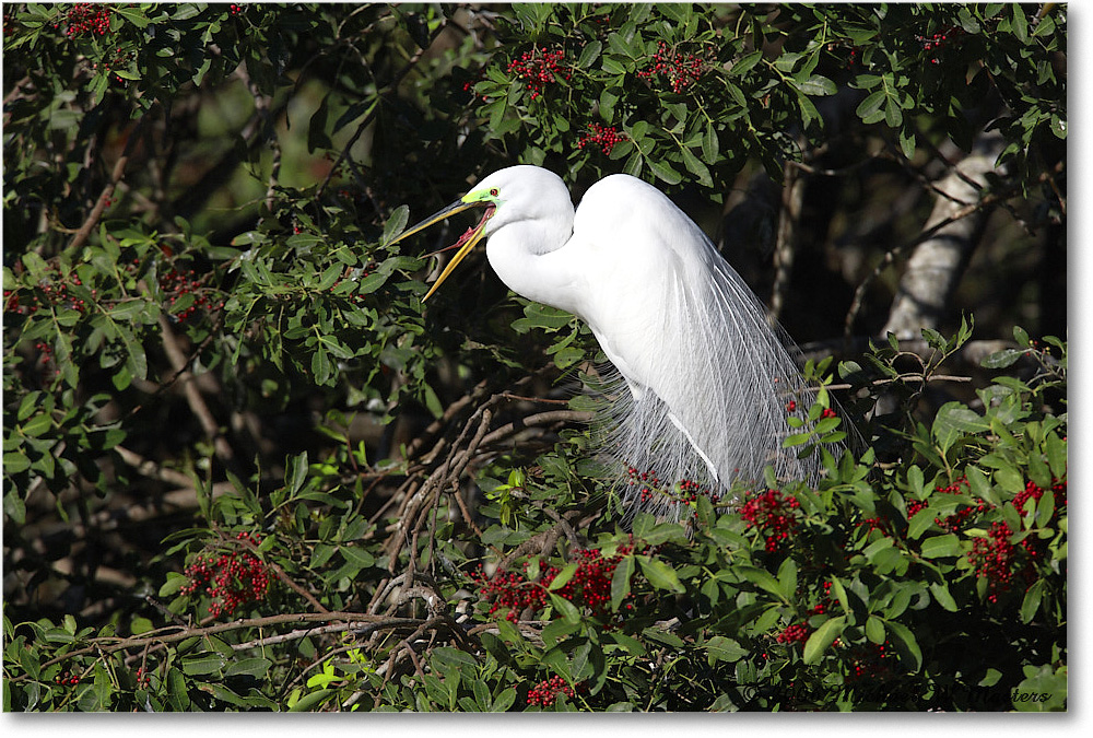 GreatEgret_VeniceRookery_2006Jan_E0K7023 copy