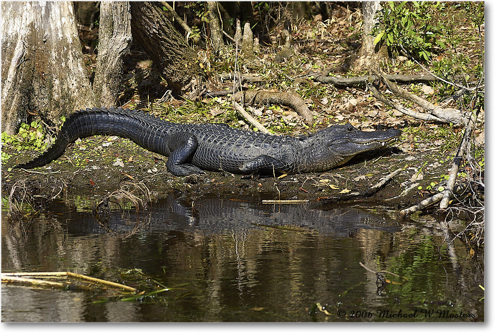 Alligator_WakullaSprings_2006Jan_Y2F7645 copy