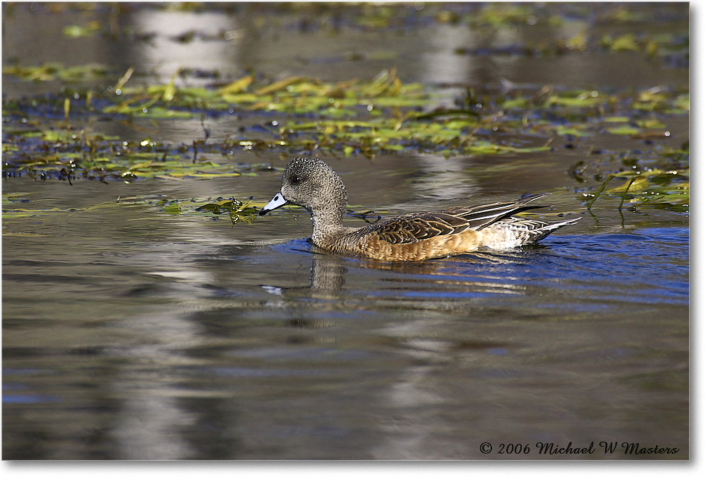 AmericanWigeon_WakullaSprings_2006Jan_Y2F7626 copy