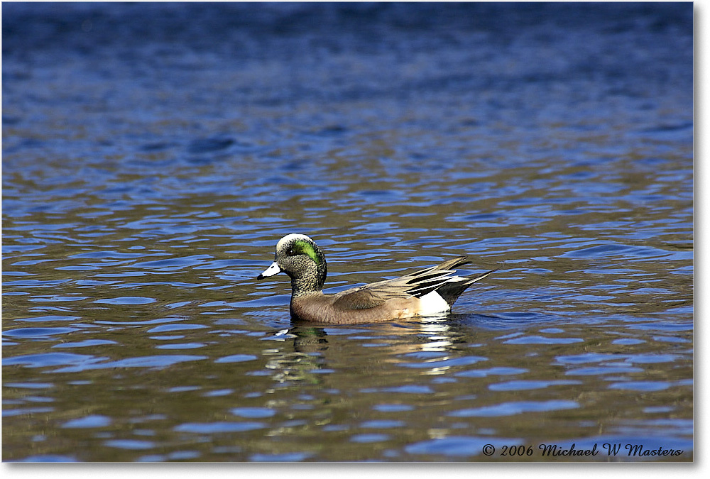 AmericanWigeon_WakullaSprings_2006Jan_Y2F7683 copy