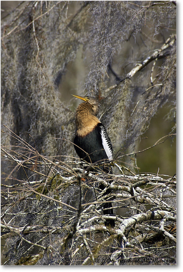 Anhinga_WakullaSprings_2006Jan_Y2F7639 copy