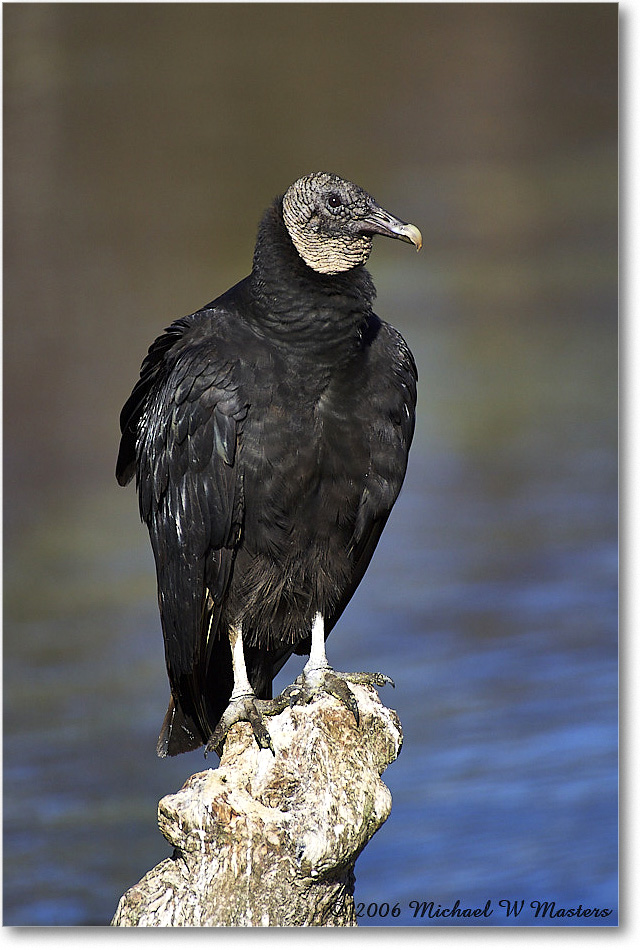 BlackVulture_WakullaSprings_2006Jan_Y2F7540 copy