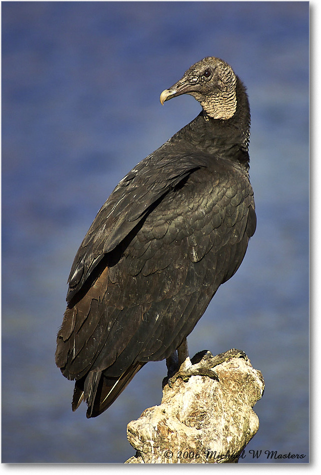 BlackVulture_WakullaSprings_2006Jan_Y2F7548 copy