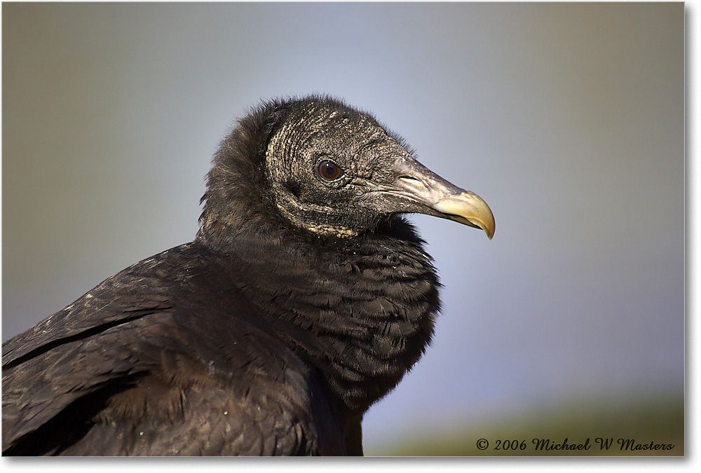 BlackVulture_WakullaSprings_2006Jan_Y2F7562 copy