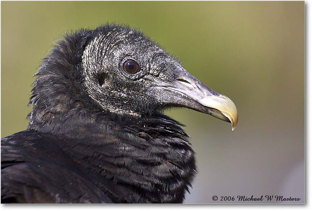 BlackVulture_WakullaSprings_2006Jan_Y2F7564 copy