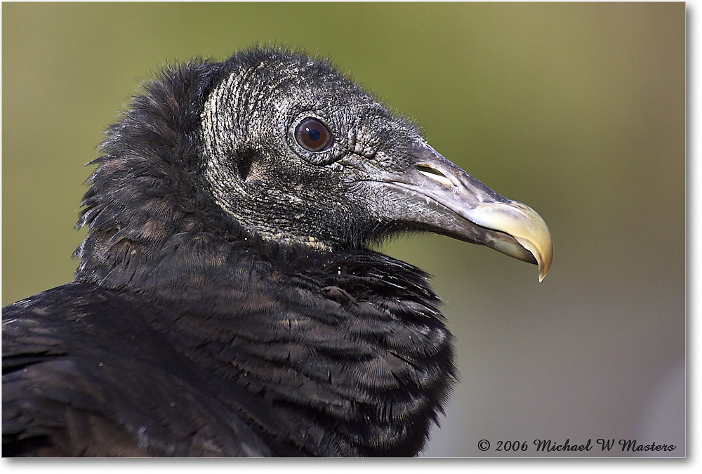 BlackVulture_WakullaSprings_2006Jan_Y2F7567 copy