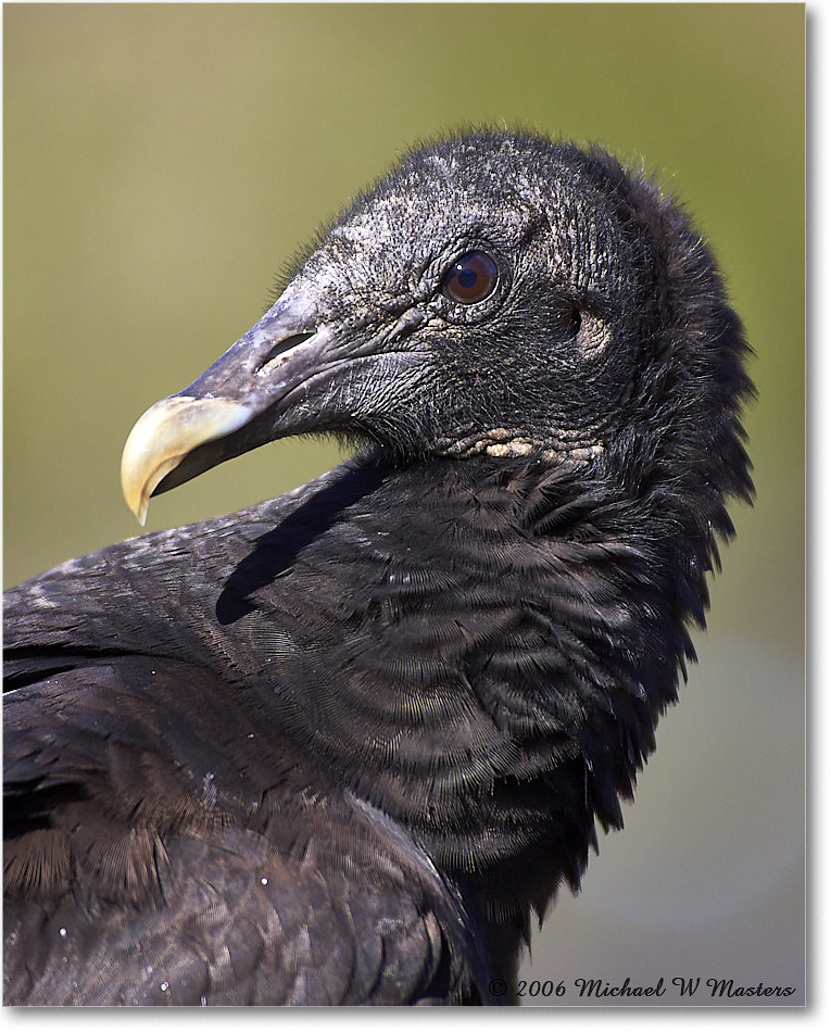 BlackVulture_WakullaSprings_2006Jan_Y2F7570 copy