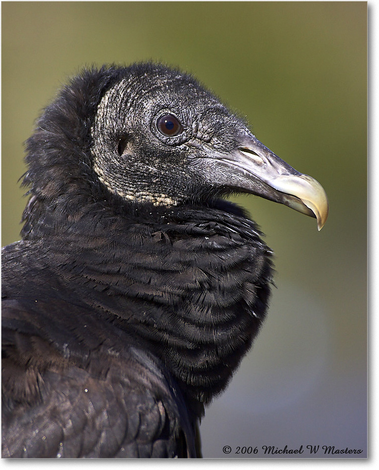 BlackVulture_WakullaSprings_2006Jan_Y2F7573 copy