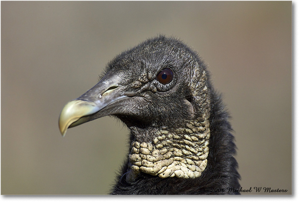 BlackVulture_WakullaSprings_2006Jan_Y2F7591 copy