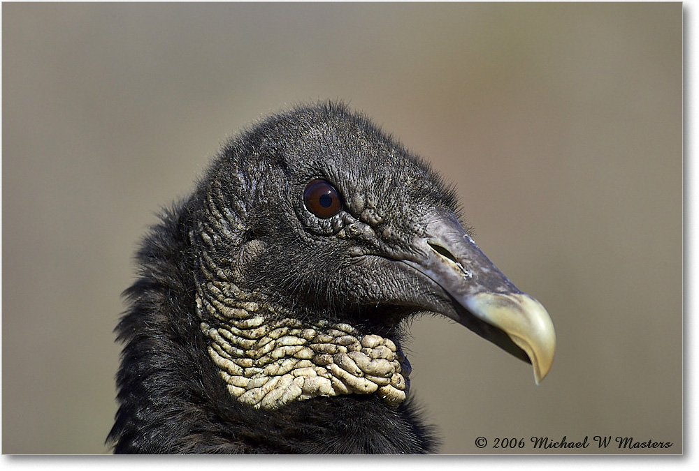 BlackVulture_WakullaSprings_2006Jan_Y2F7592 copy