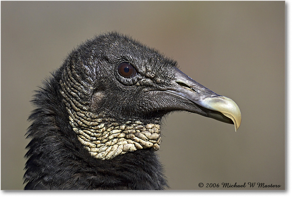 BlackVulture_WakullaSprings_2006Jan_Y2F7597 copy