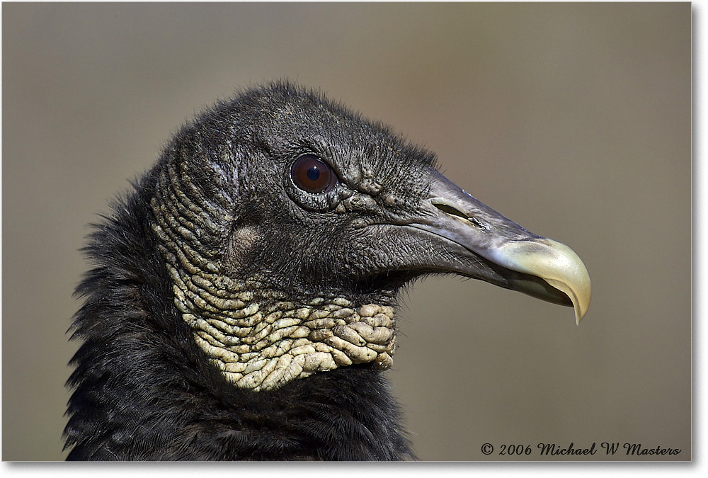 BlackVulture_WakullaSprings_2006Jan_Y2F7598 copy