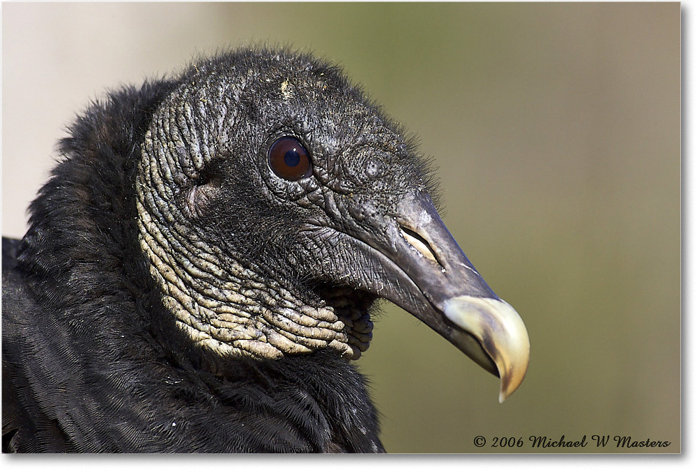 BlackVulture_WakullaSprings_2006Jan_Y2F7600 copy