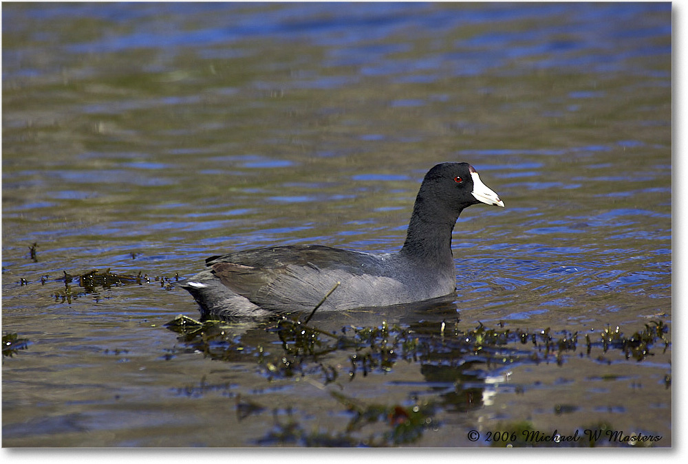 Coot_WakullaSprings_2006Jan_Y2F7642 copy