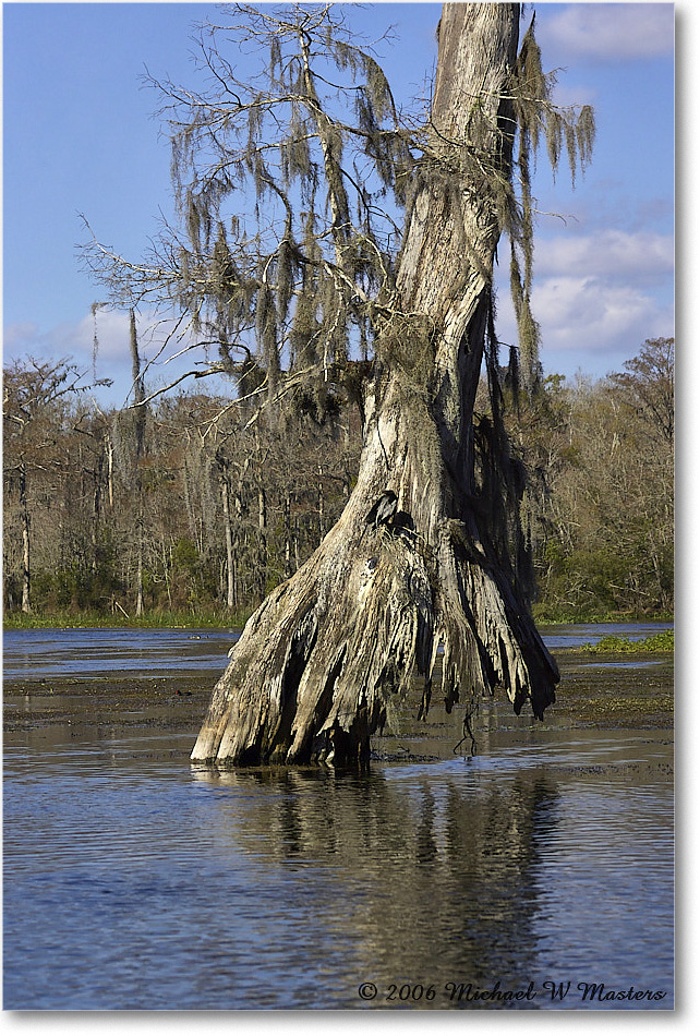 CypressTree_WakullaSprings_2006Jan_Y2F7659 copy