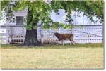 Sheep_ColonialWilliamsburg_2024Sep_R5A24578