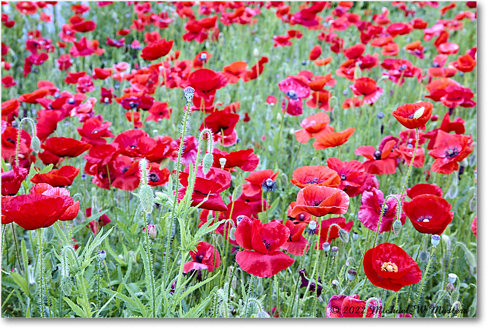 140 ColonialNurseryPoppy_Williamsburg_2022May_R5B07818