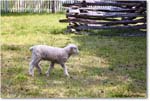 SheepWmPrentisStore_Williamsburg_2023May_R5A20478 copy