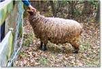 RosieTheSheep_Scotchtown_2024Nov_G7X00041