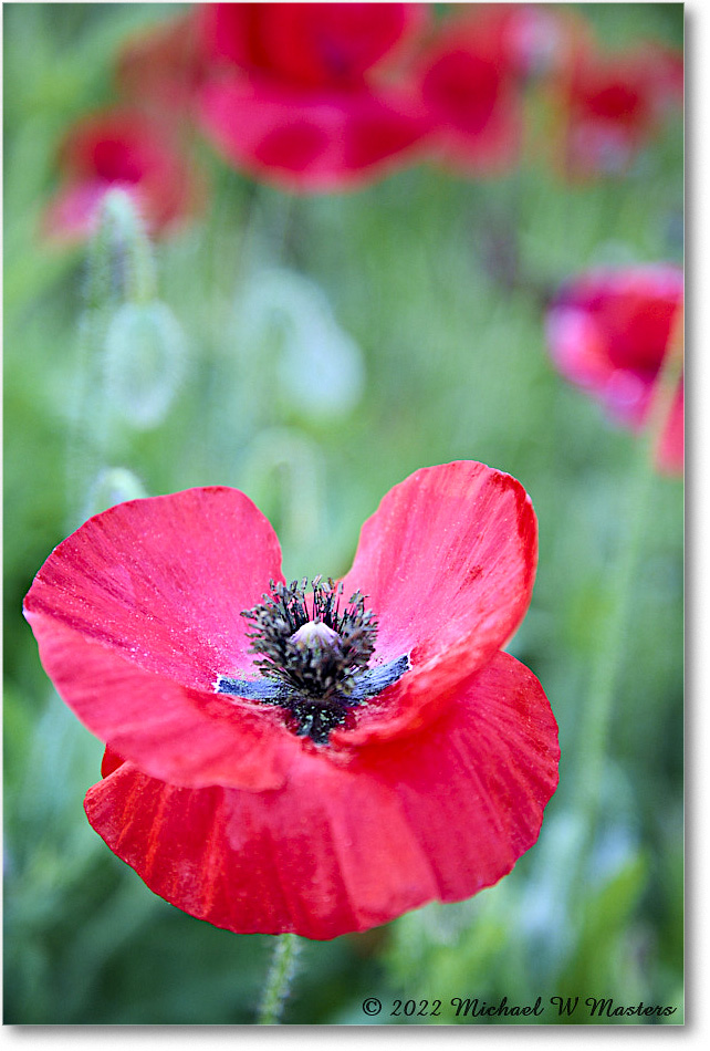 ColonialNurseryPoppy_Williamsburg_2022May_R5B07817 copy