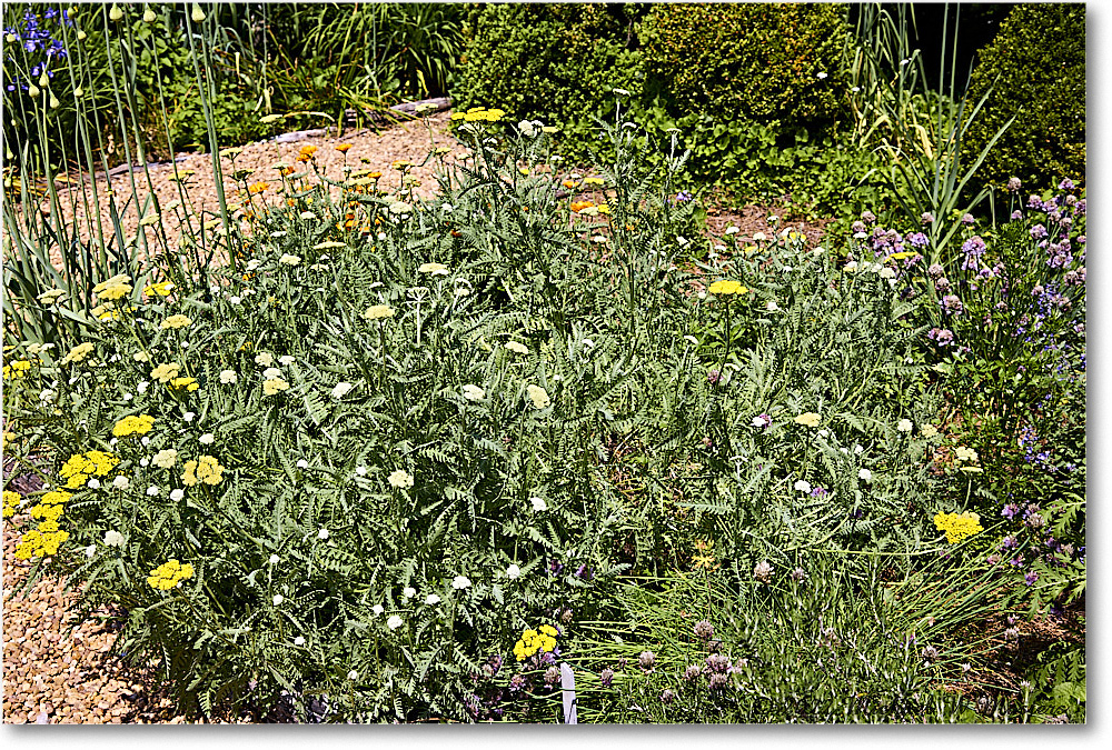 GeddyFoundryGarden_Williamsburg_2022May_R5B08219 copy