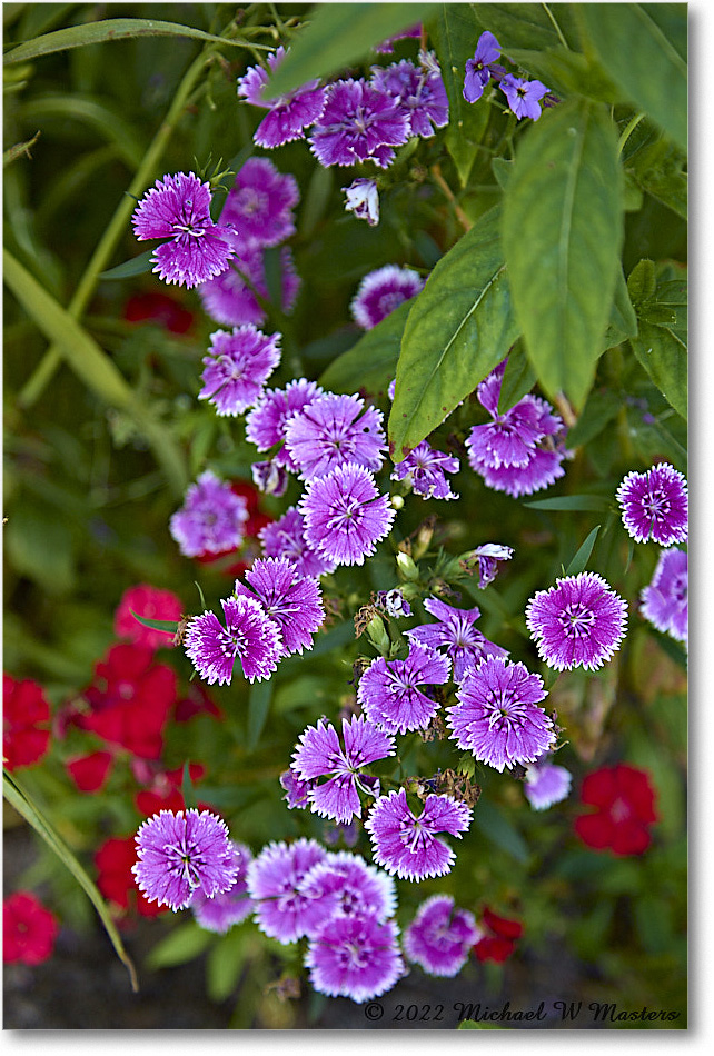 GeorgeReidGarden_Williamsburg_2022May_R5B07742 copy