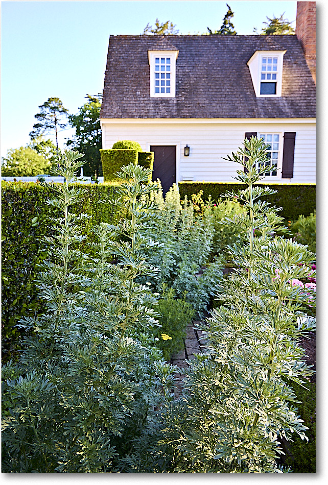 JohnBlairGarden_Williamsburg_2022May_R5B07791 copy