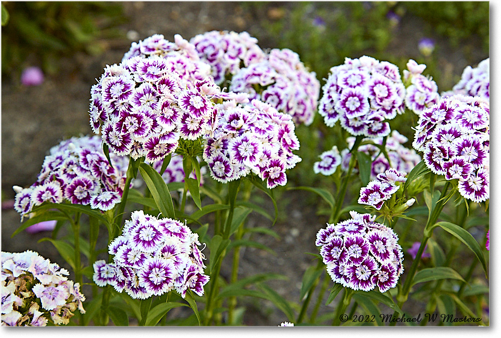 JohnBlairGarden_Williamsburg_2022May_R5B07808 copy