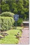 CanadaGeese_ColonialWilliamsburg_2024Sep_R5B30289