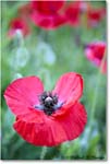 ColonialNurseryPoppy_Williamsburg_2022May_R5B07817