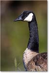 CanadaGoose_Chincoteague_2022Jun_R5A05997 copy