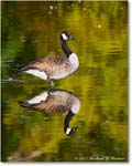 CanadaGoose_RappahannockRiver_2023Oct_R5A21638