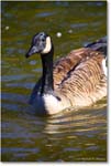 CanadaGoose_RappahannockRiver_2024Oct_R5C01561