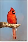 CardinalMale_Virginia_2013Apr_D5A0539