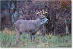 Deer10-PointtBuck_SkylineDrive_2018Nov_3DXA1916 copy