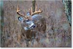 Deer10-PointtBuck_SkylineDrive_2018Nov_3DXA1979 copy