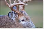 DeerBuck_BigMeadows_2019Oct_3DXA3328 copy