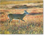 DeerBuck_BigMeadows_2024Oct_R5C01308